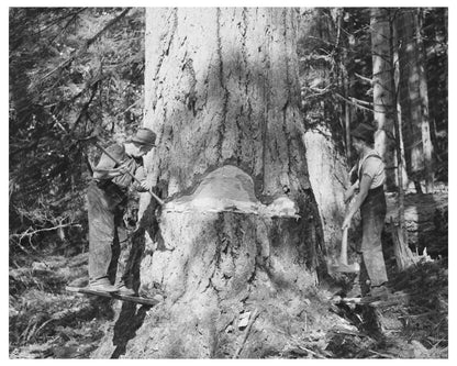 Long Bell Lumber Company Workers Undercutting Fir Tree 1941