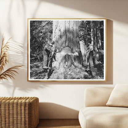 Long Bell Lumber Company Workers Undercutting Fir Tree 1941