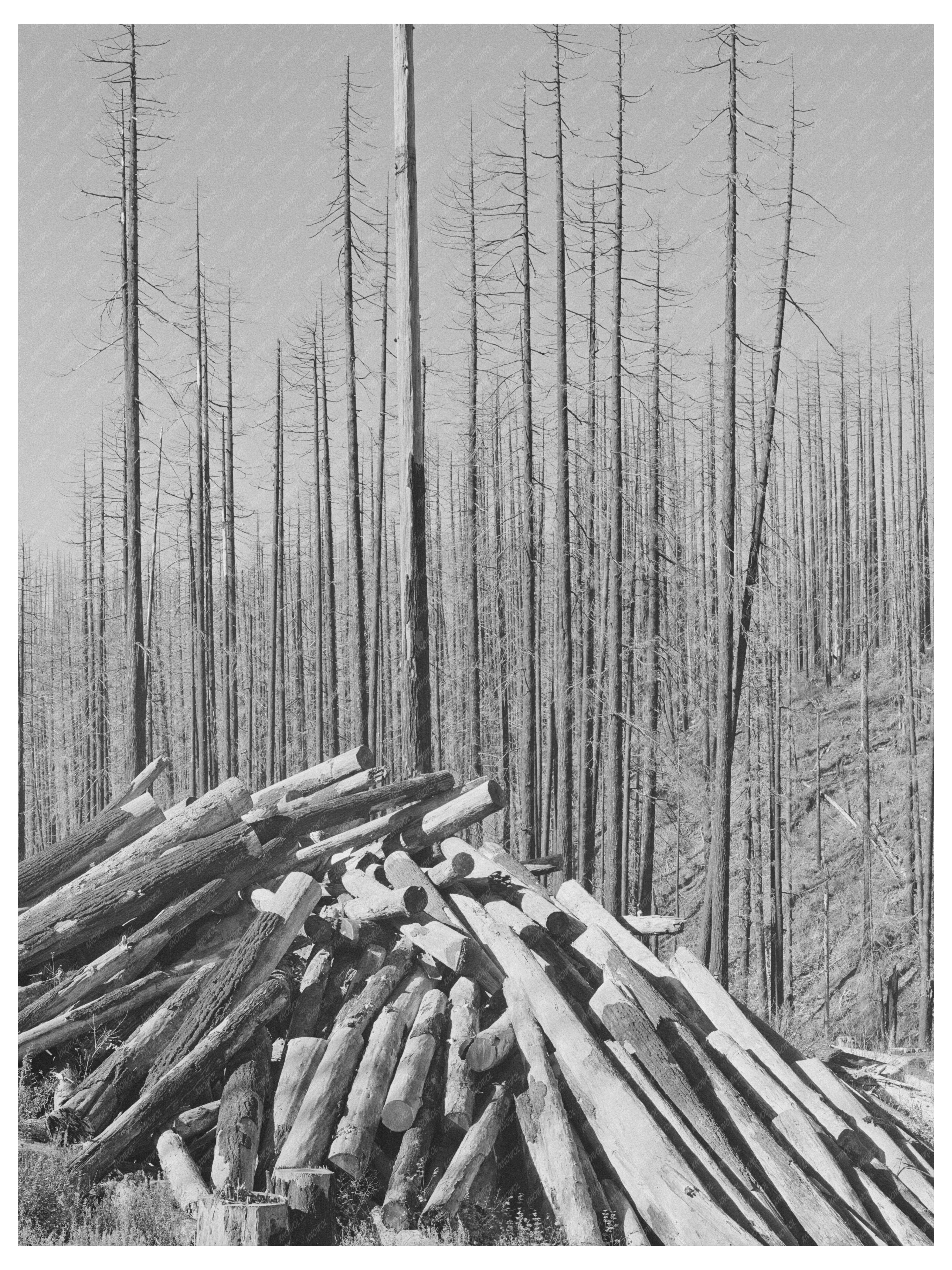 Tillamook Burn Area Restoration October 1941