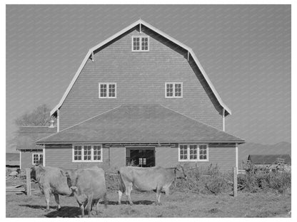 1941 Vintage Hip Barn and Cattle in Tillamook Oregon