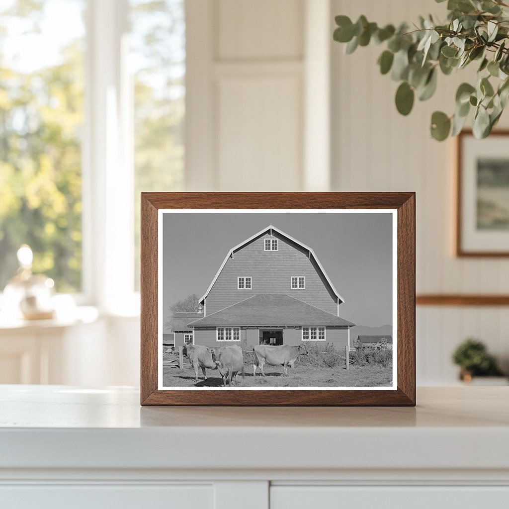 1941 Vintage Hip Barn and Cattle in Tillamook Oregon