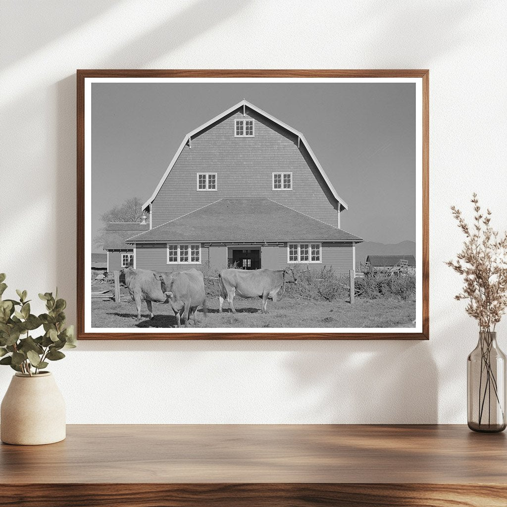 1941 Vintage Hip Barn and Cattle in Tillamook Oregon