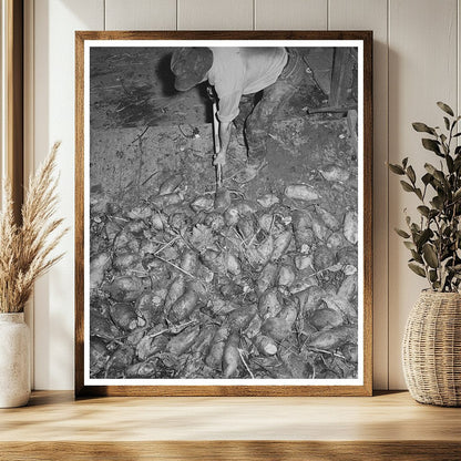 Field Beets for Cattle Feed in Tillamook County 1941