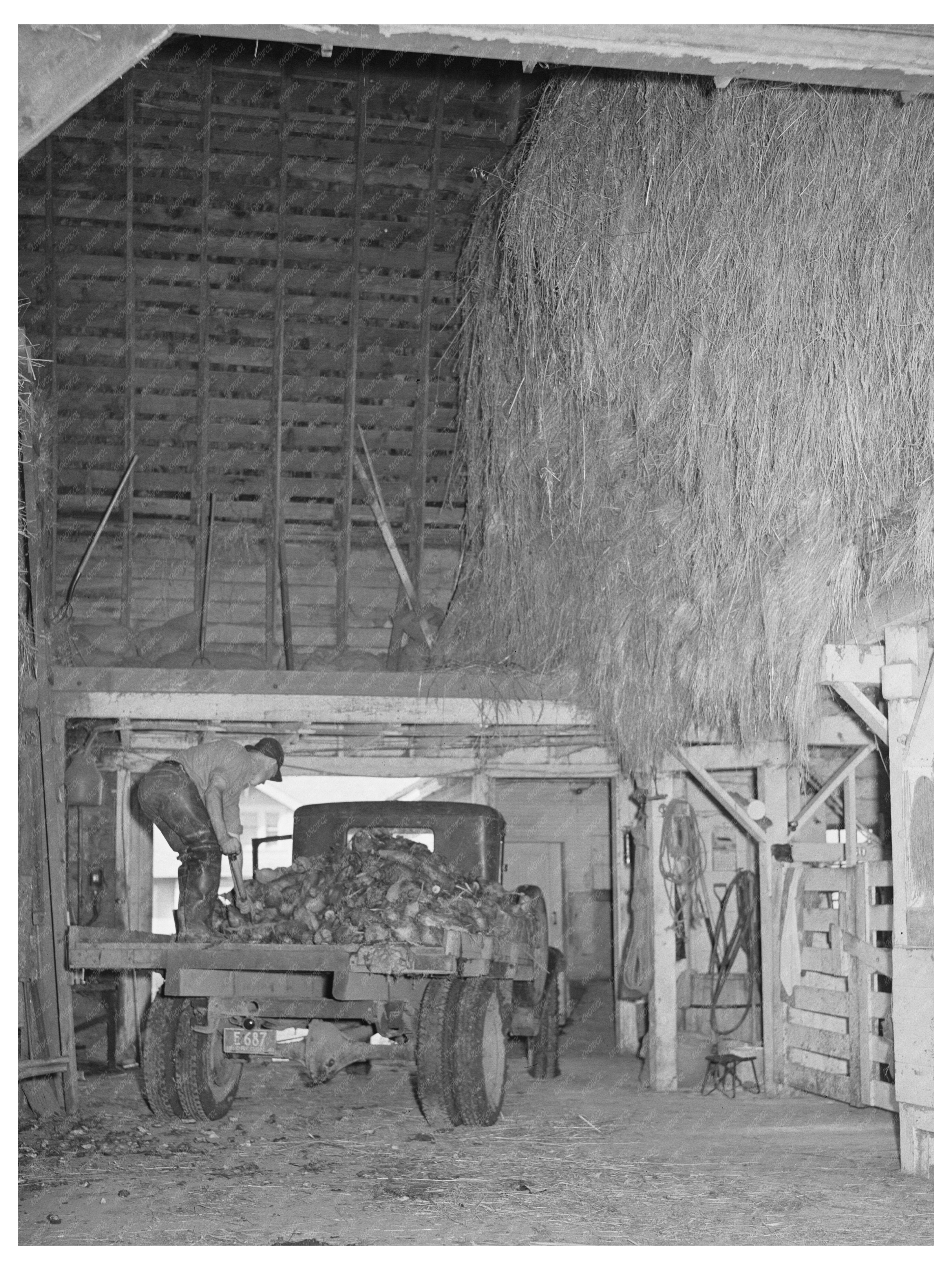 Dairy Farmer Unloading Beets in Tillamook County 1941