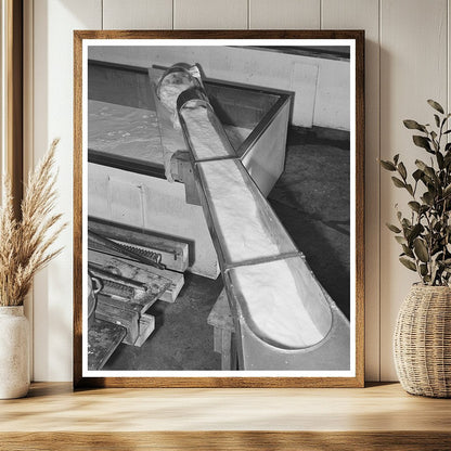 Milk Pouring at Tillamook Cheese Plant Oregon 1941