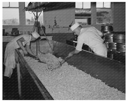 Curd Stirring at Tillamook Cheese Plant October 1941