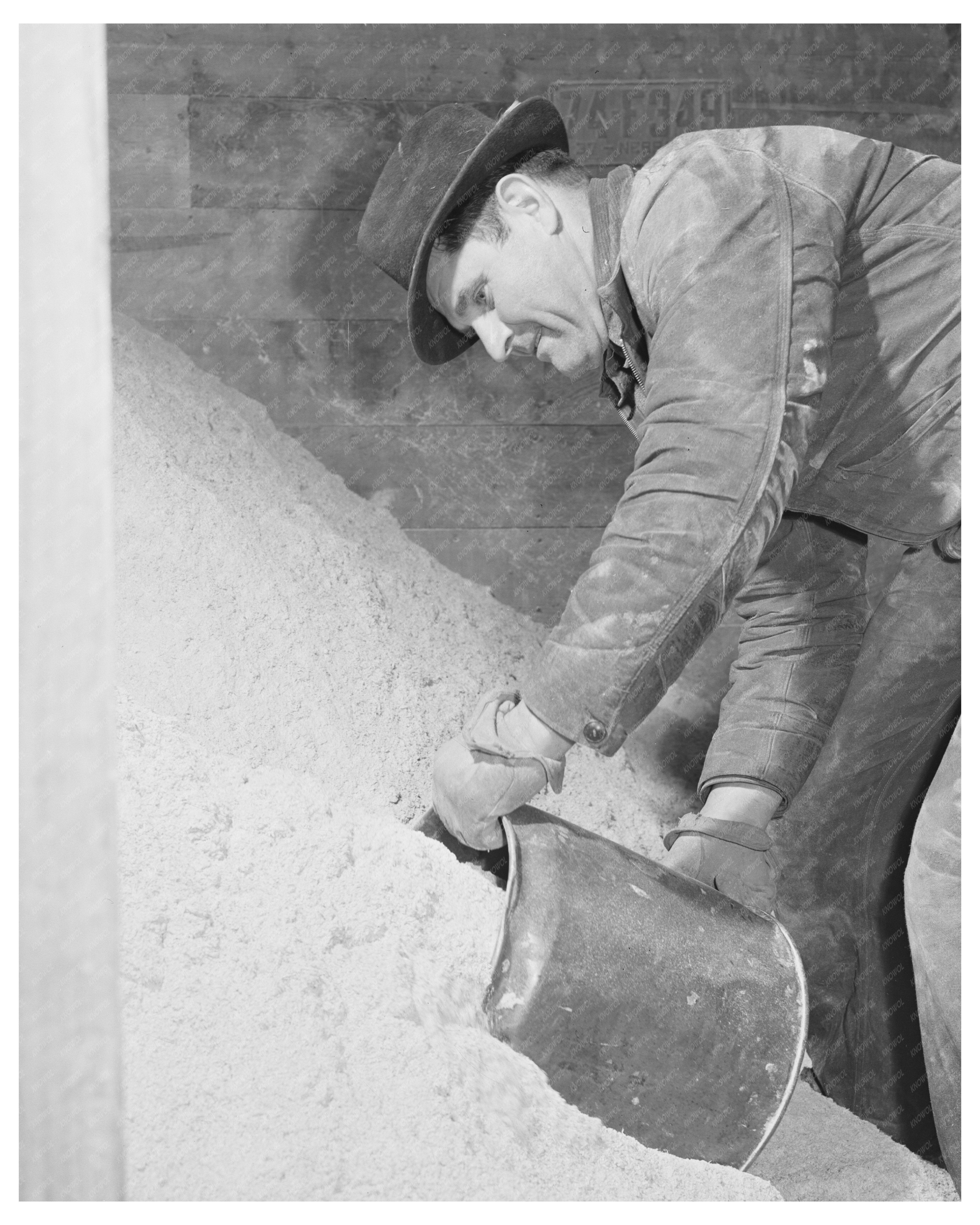 Idaho Farmer Collects Cattle Feed November 1941