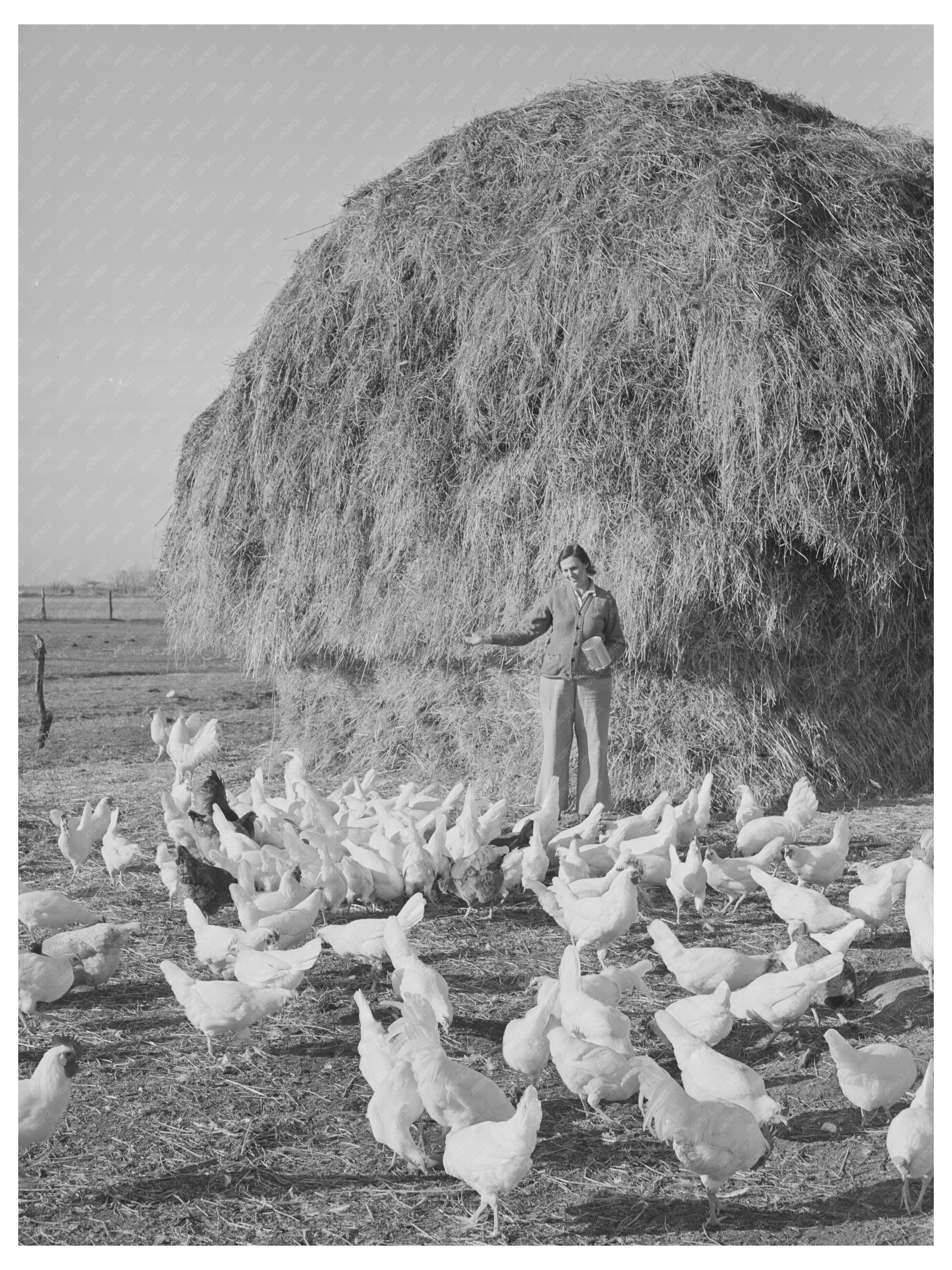 Farmers Wife Feeding Chickens Black Canyon Project 1941