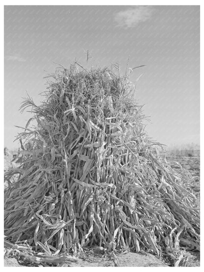 Fodder in Shock Canyon County Idaho November 1941