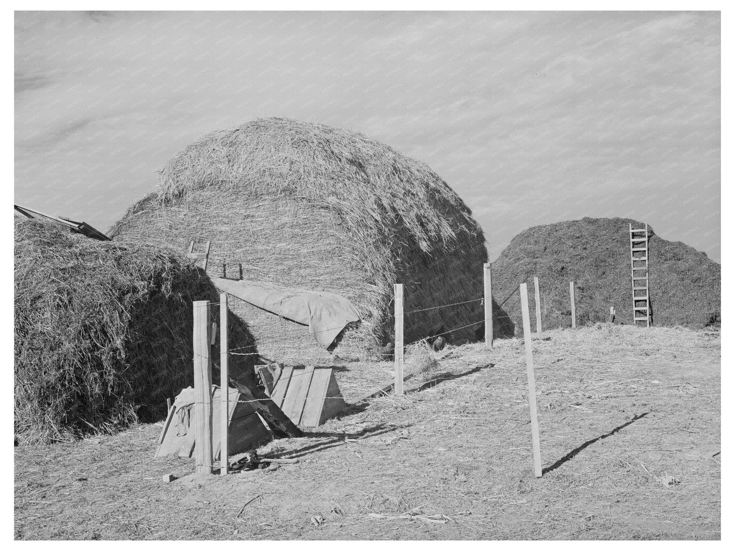 1941 Vintage Hay for Cattle Feed in Black Canyon Project Idaho