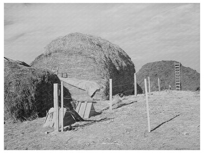 1941 Vintage Hay for Cattle Feed in Black Canyon Project Idaho