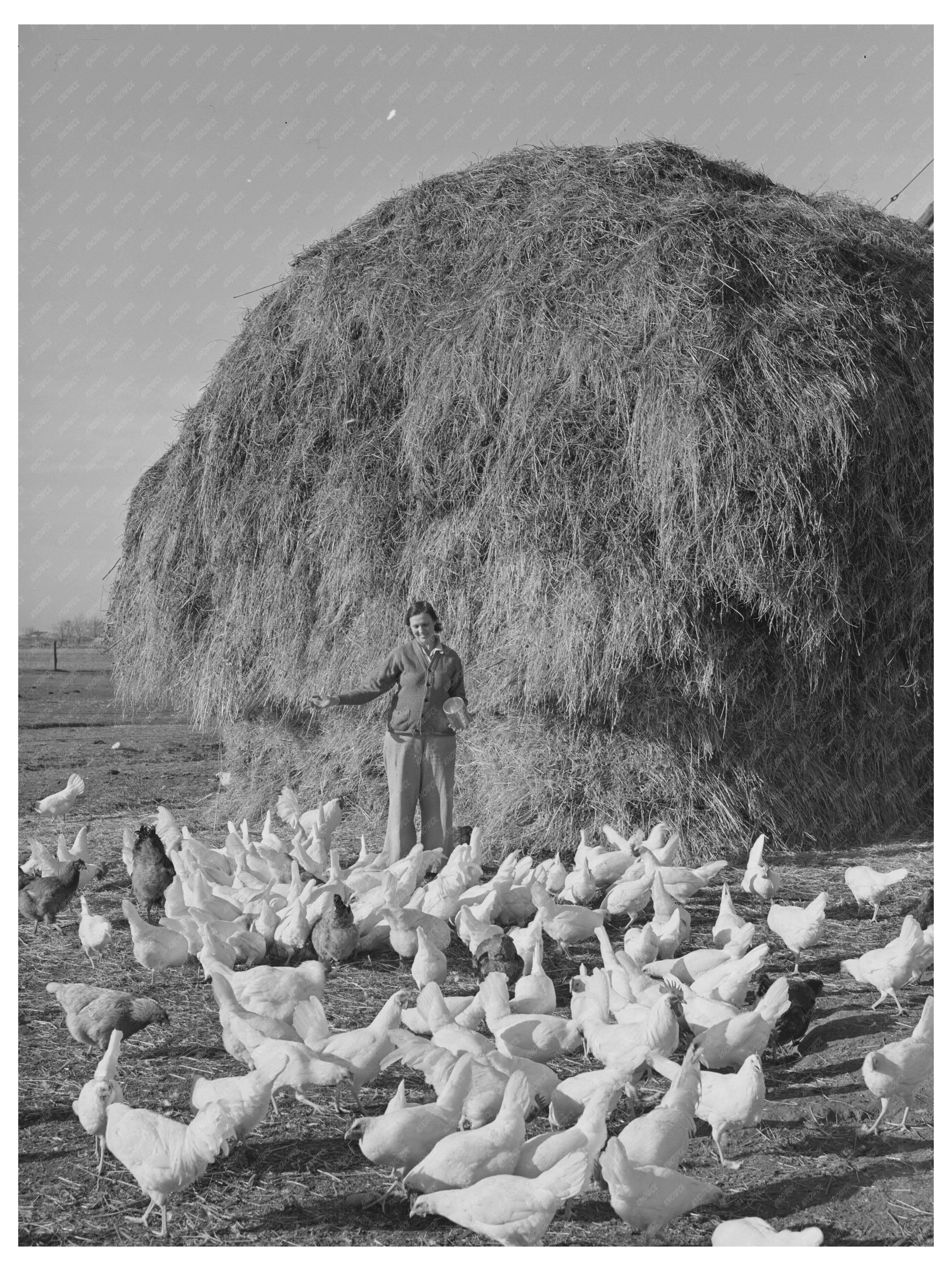 Farmers Wife Feeding Chickens Idaho November 1941