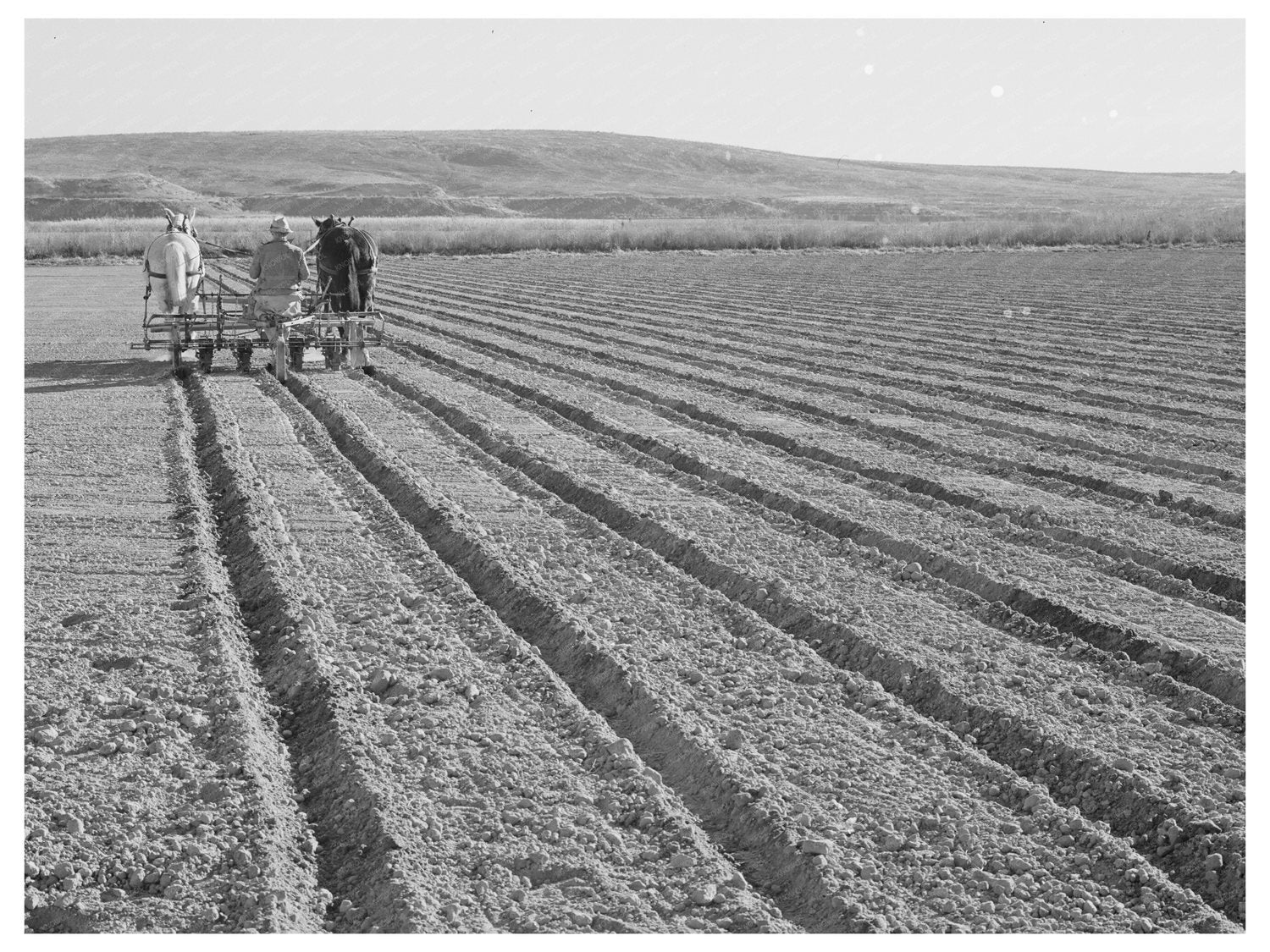 1941 Farmer with Disc Harrow in Canyon County Idaho