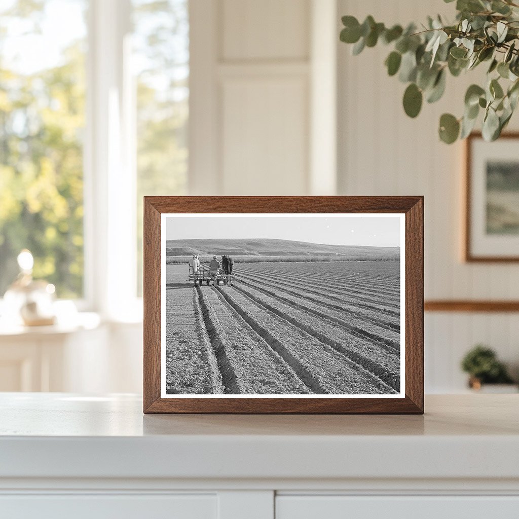 1941 Farmer with Disc Harrow in Canyon County Idaho