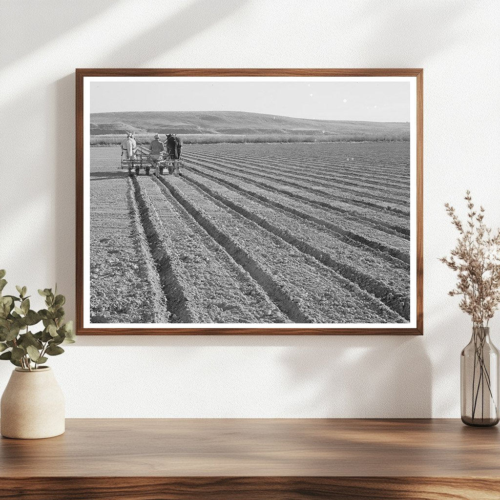 1941 Farmer with Disc Harrow in Canyon County Idaho