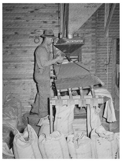 Filling Sacks with Red Clover Seed Ontario Oregon 1941