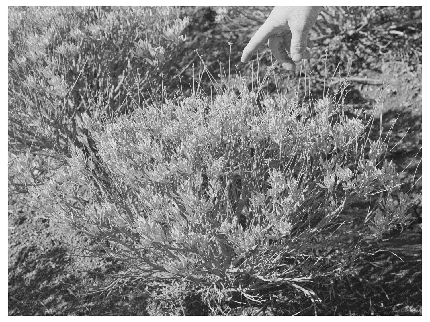 1941 Guayule Plant for Rubber Production in California