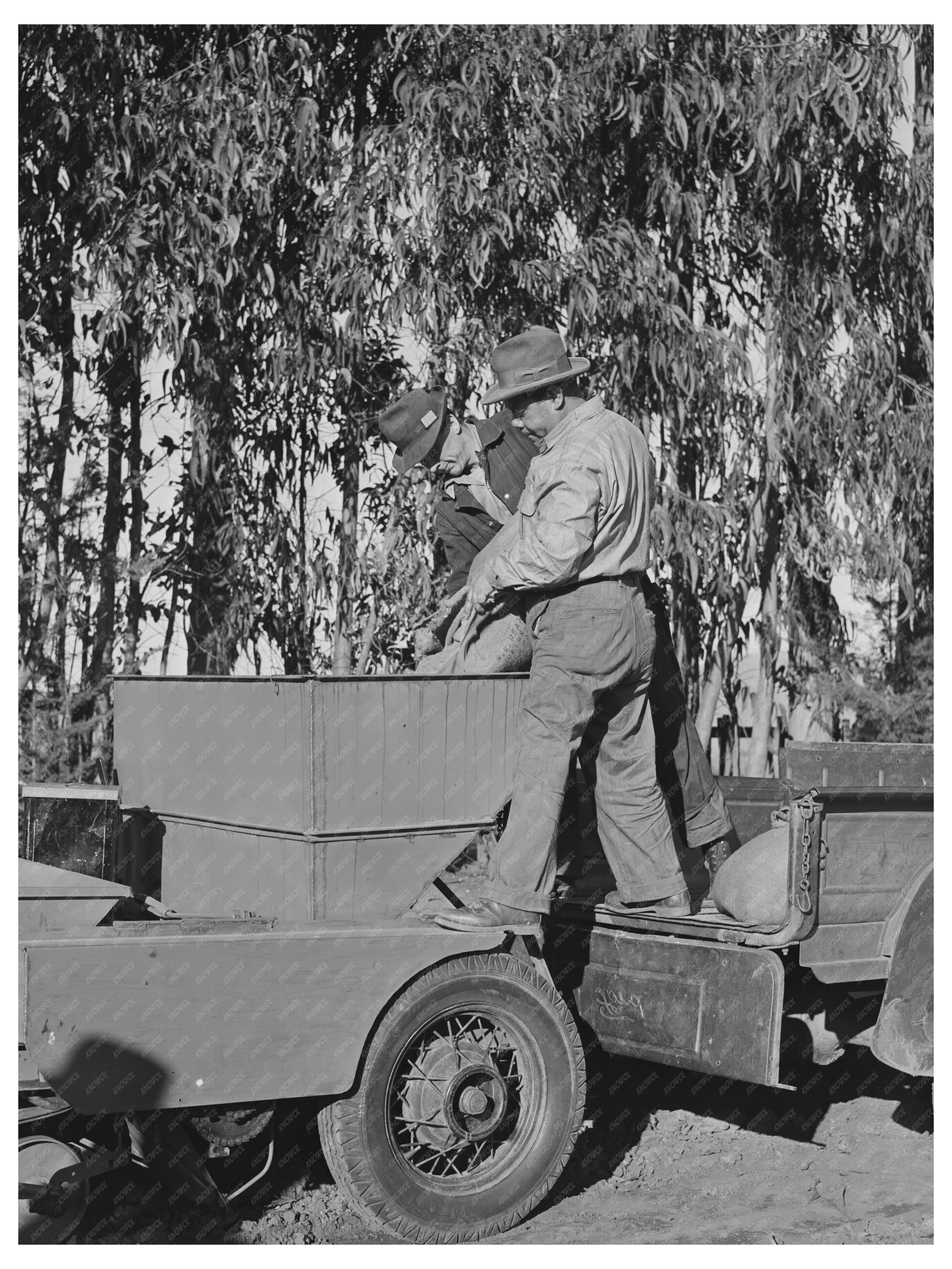 Guayule Nursery Sand Pouring Process December 1941