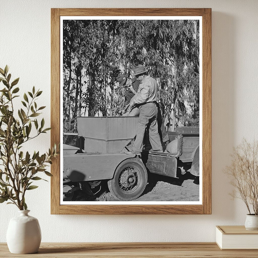 Guayule Nursery Sand Pouring Process December 1941