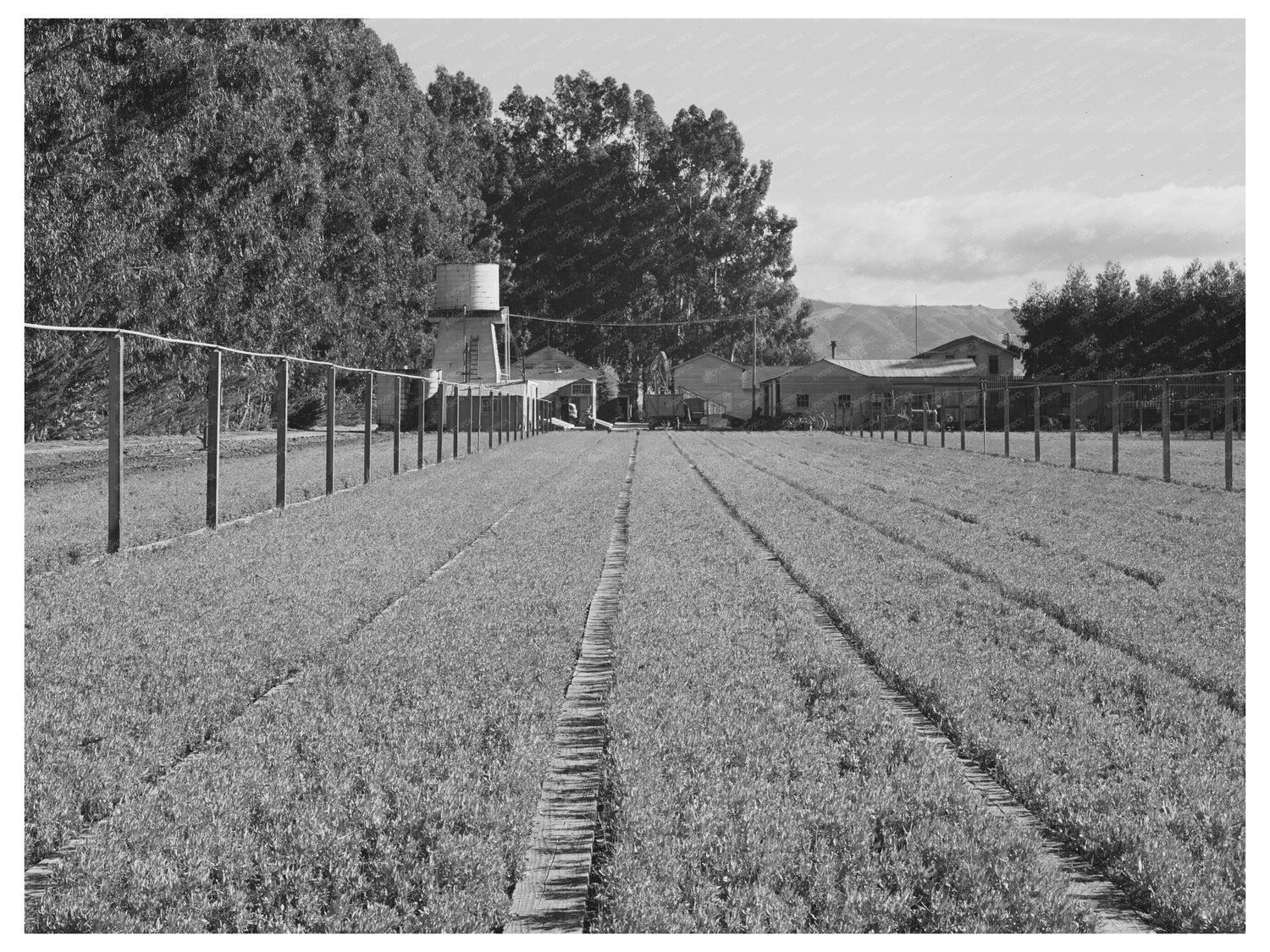 Guayule Nursery in Salinas California December 1941