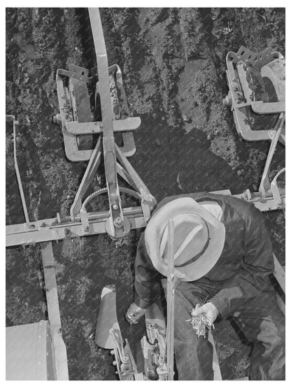 Man Transplanting Guayule Seedlings Salinas California 1941