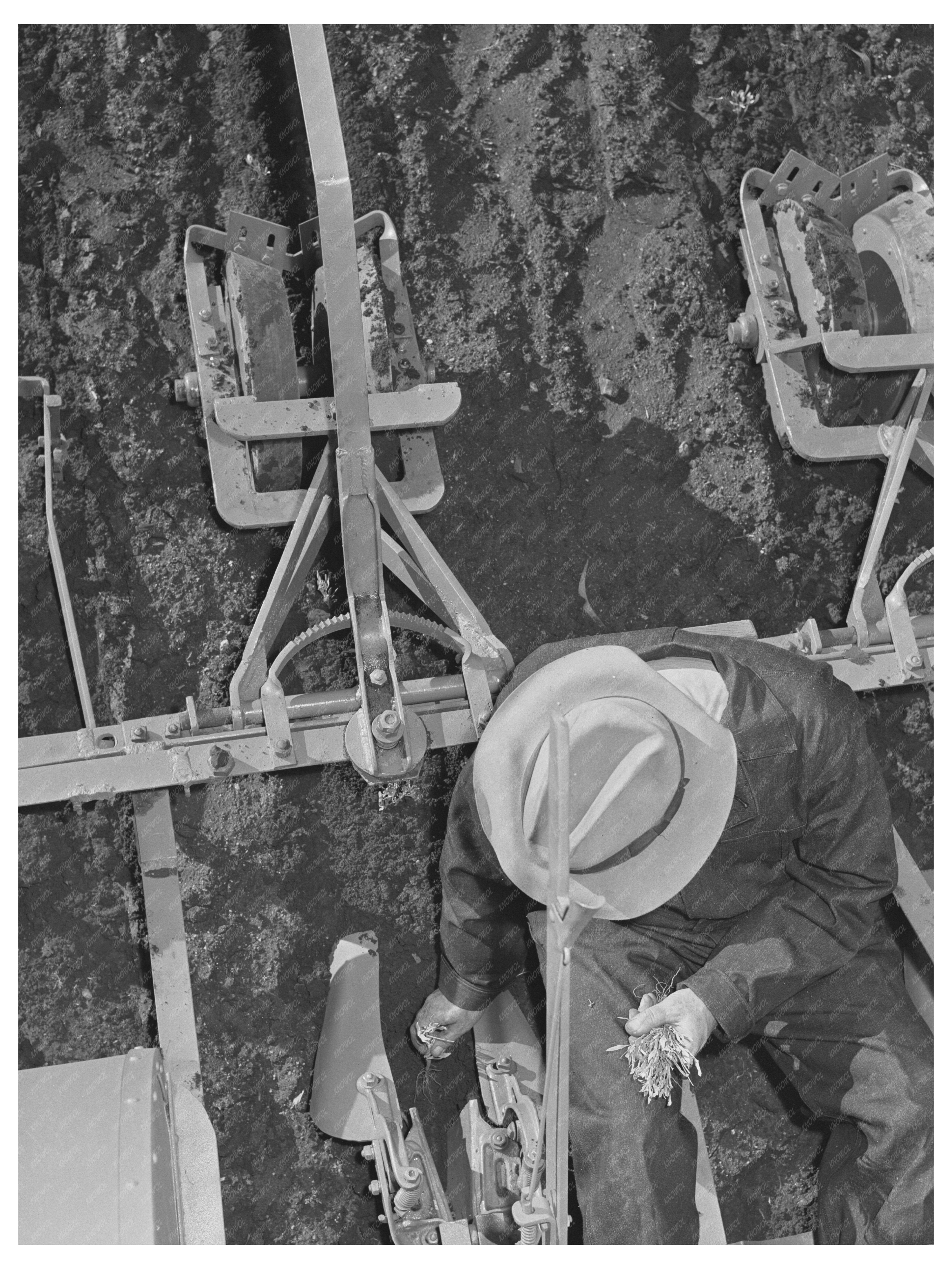 Man Transplanting Guayule Seedlings Salinas California 1941