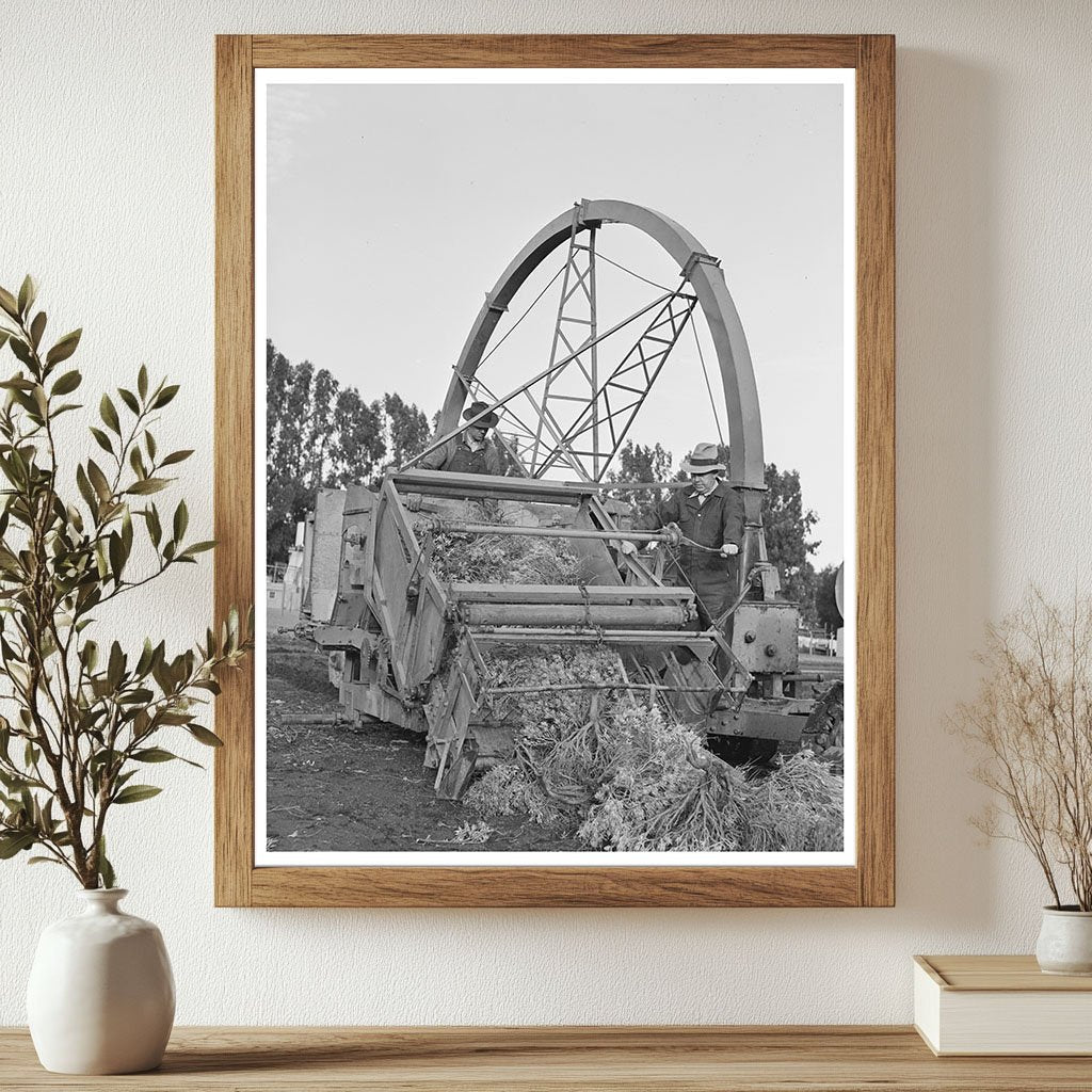 Combined Harvester and Chopper for Guayule 1941