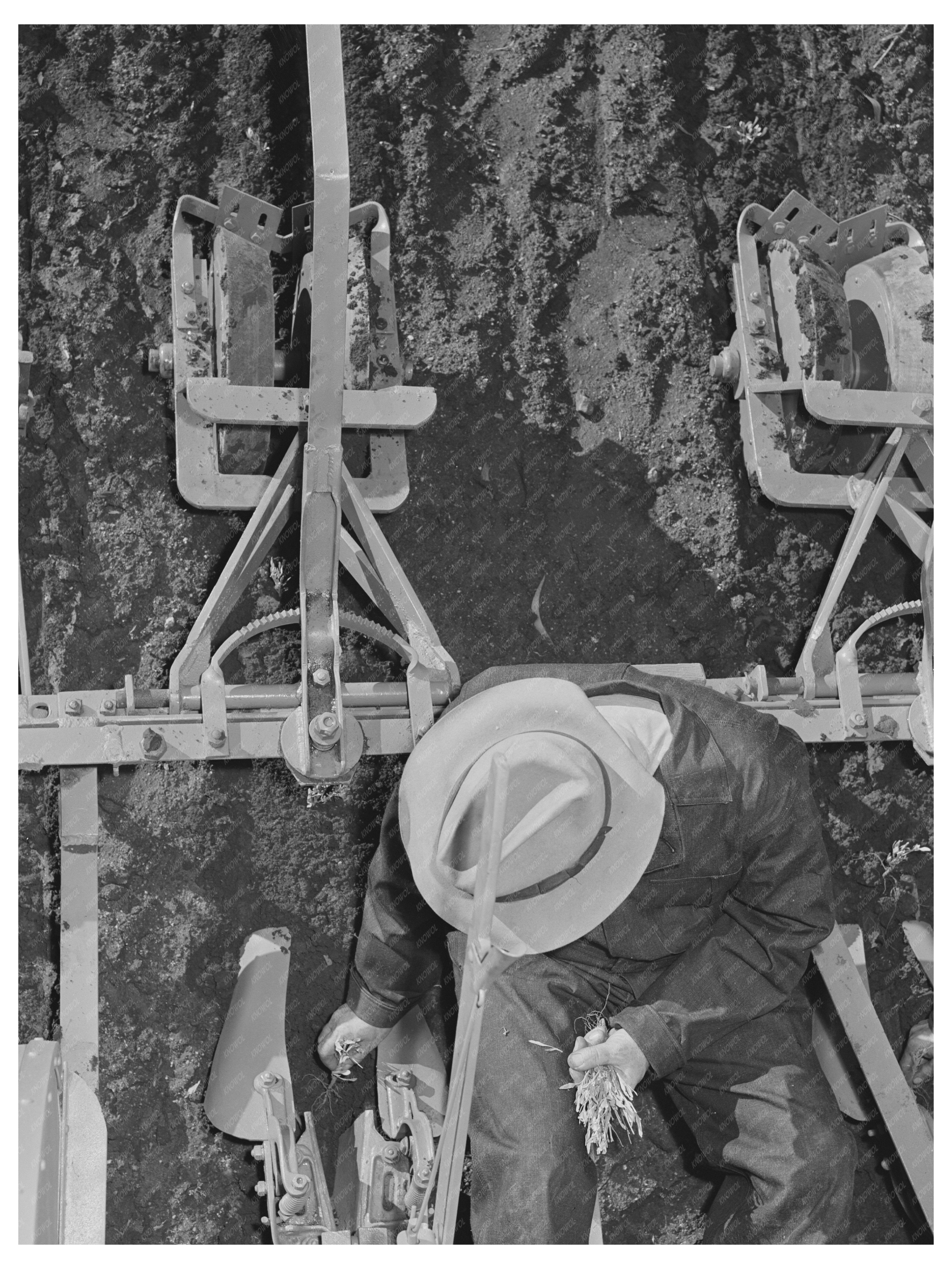 Guayule Seedling Transplanting Machine December 1941