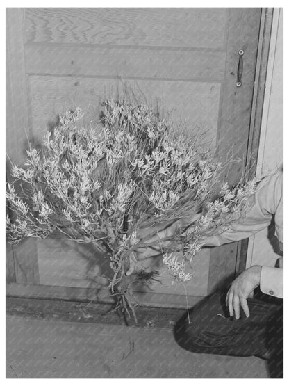 Guayule Plant in California December 1941 Vintage Photograph