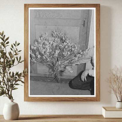 Guayule Plant in California December 1941 Vintage Photograph