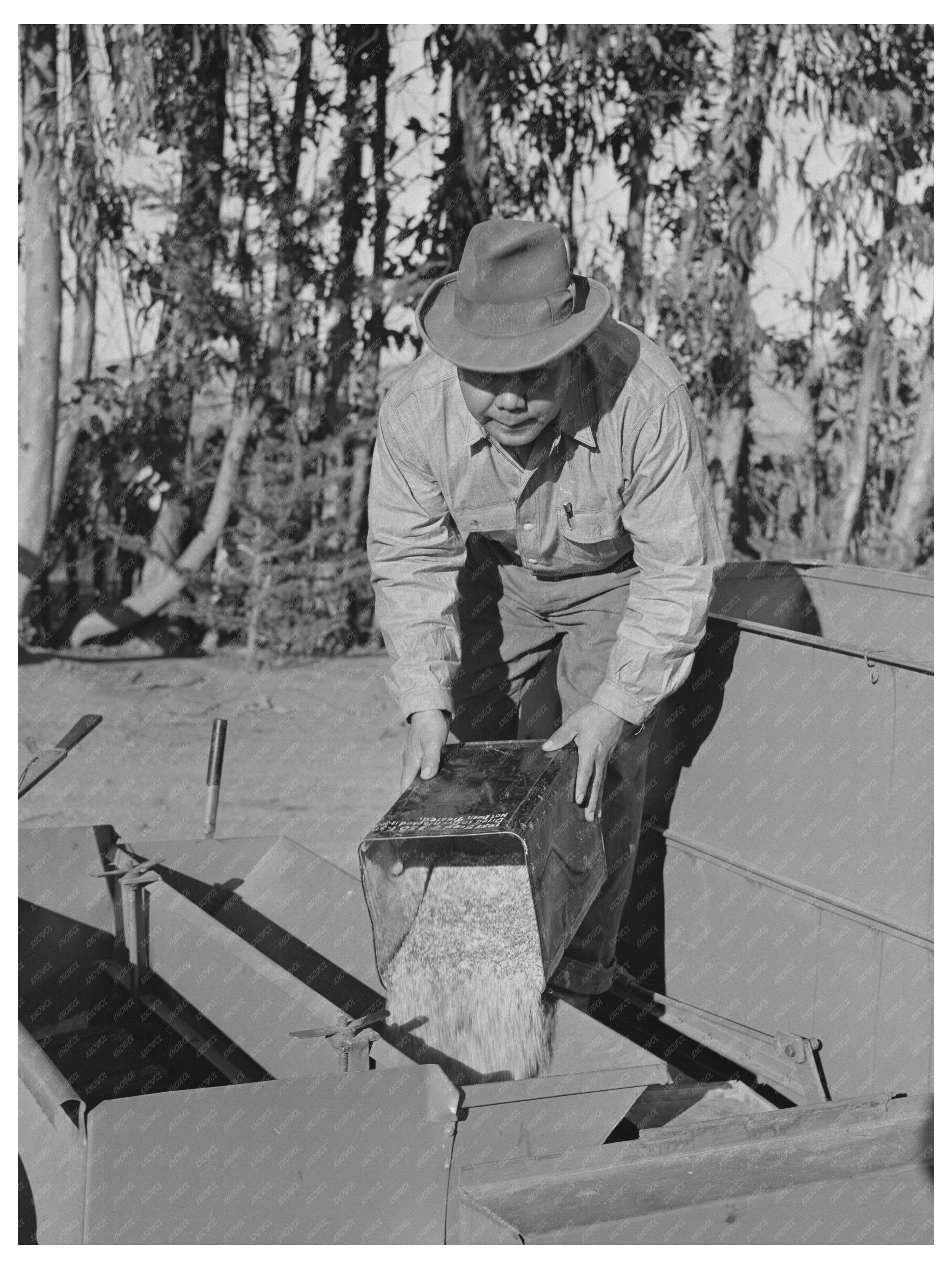 Guayule Seed Planting Nursery Salinas California 1941