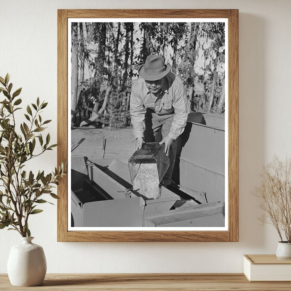 Guayule Seed Planting Nursery Salinas California 1941