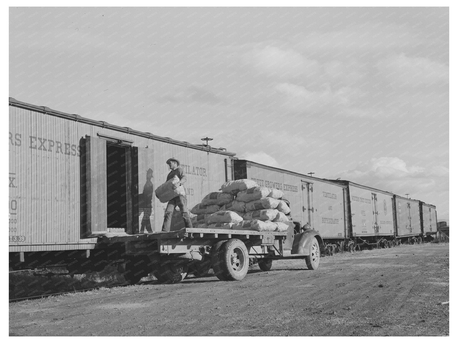 Workers Loading Potatoes in Klamath County Oregon 1941