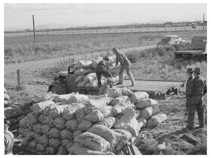 1941 Vintage Image of Loading Potatoes in Klamath County