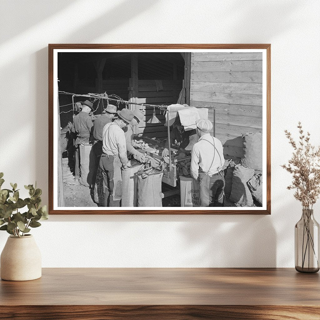Grading and Sacking Potatoes in Klamath County 1941