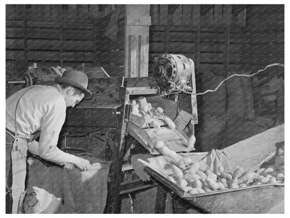 Potato Cleaning Apparatus in Klamath County Oregon 1941