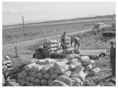 1941 Vintage Image of Potato Loading in Klamath County Oregon