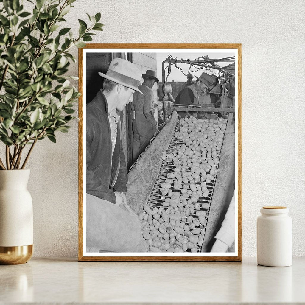 Potatoes Being Cleaned and Graded in Klamath County 1941