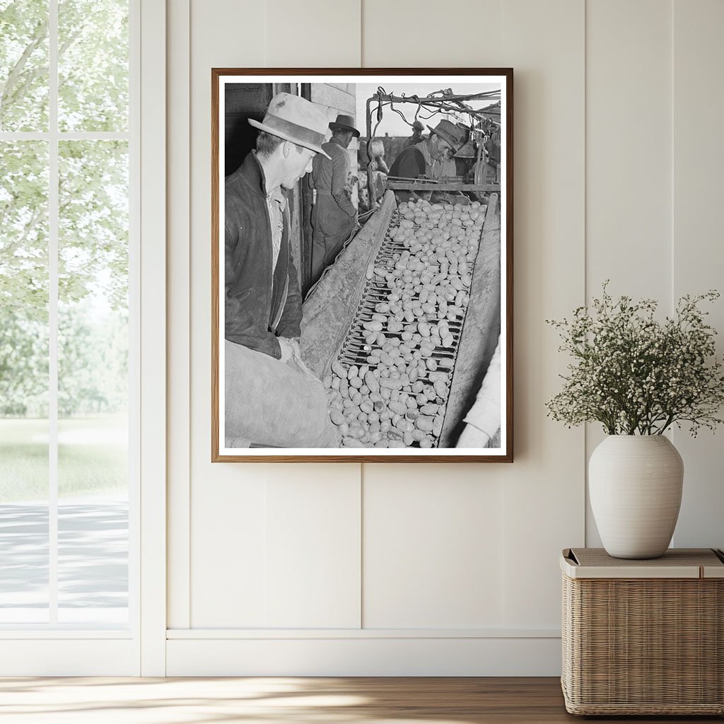 Potatoes Being Cleaned and Graded in Klamath County 1941