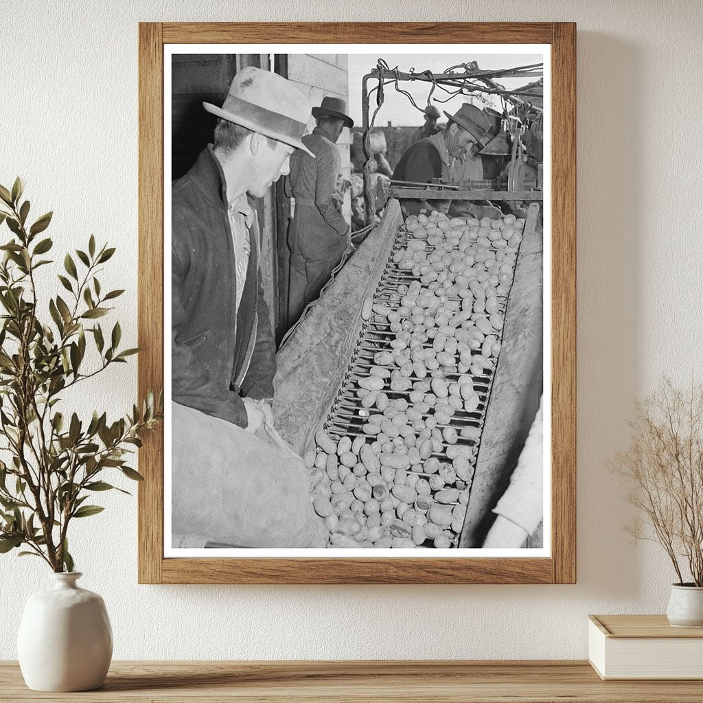 Potato Cleaning and Grading Process Klamath County 1941