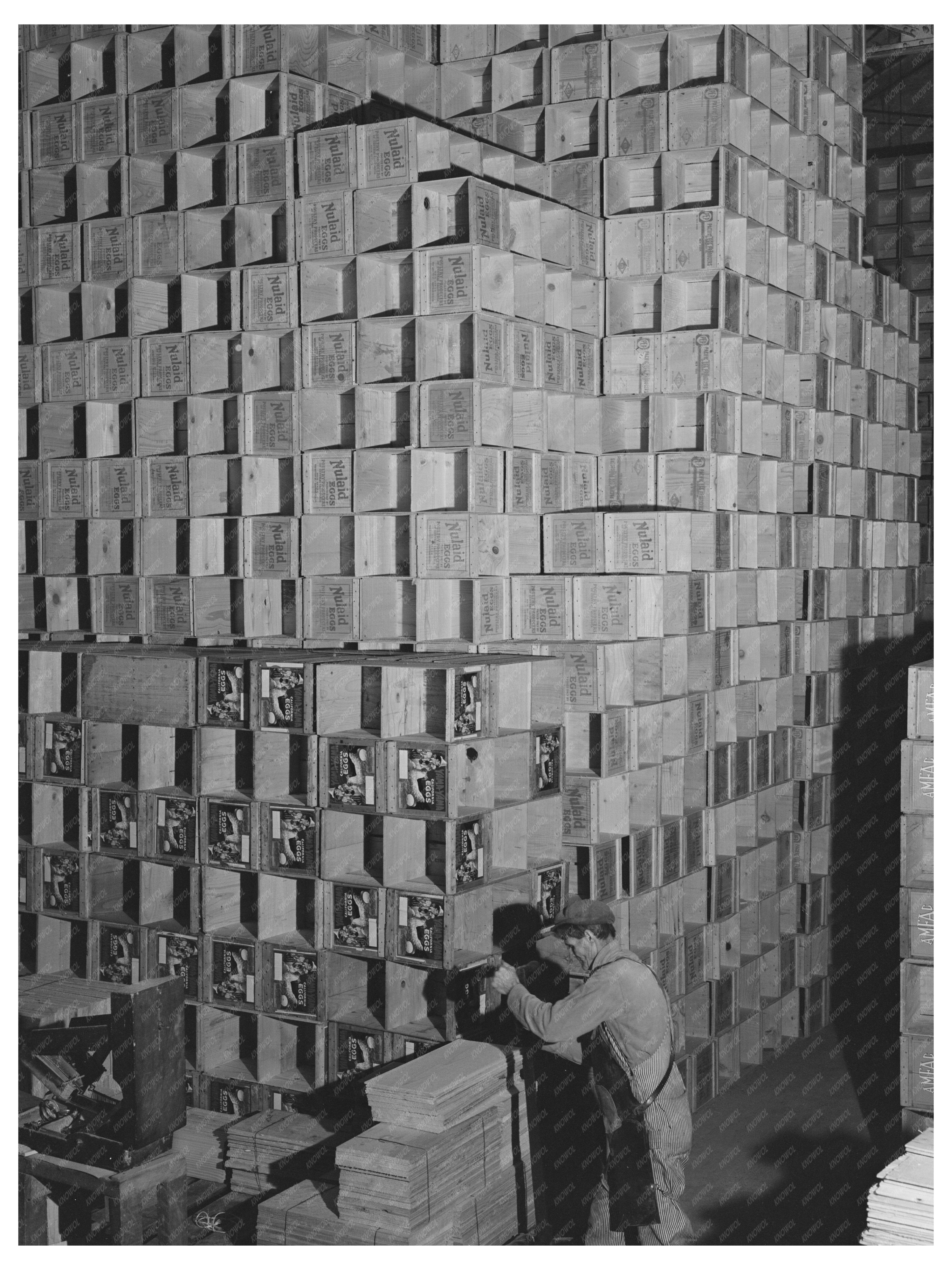 Egg Production in Petaluma California January 1942