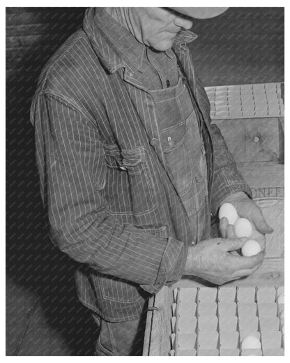 Examining Pedigreed Eggs in Sonoma County 1942