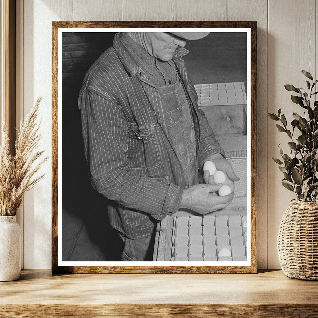 Examining Pedigreed Eggs in Sonoma County 1942