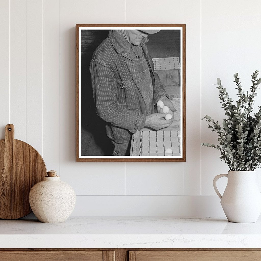 Examining Pedigreed Eggs in Sonoma County 1942