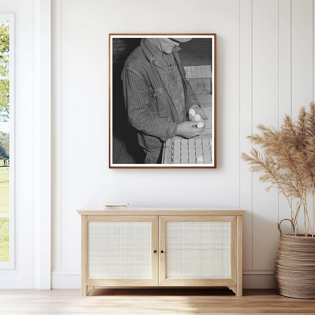 Examining Pedigreed Eggs in Sonoma County 1942