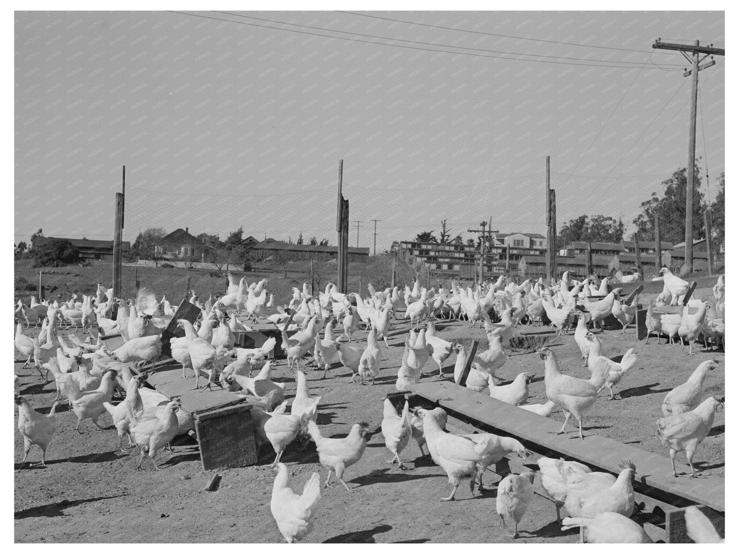 Chickens for Eggs Sonoma County California 1942