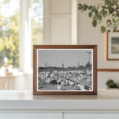 Chickens for Eggs Sonoma County California 1942