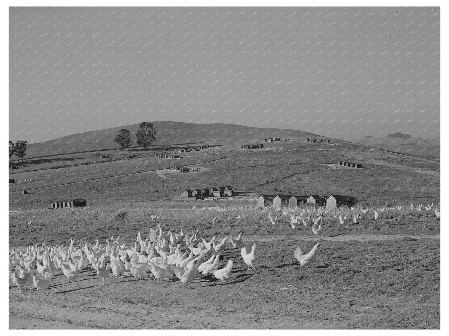 Chickens and Ranch Houses in Sonoma County 1942