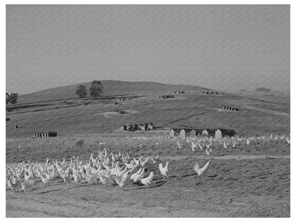 Chickens and Ranch Houses in Sonoma County 1942