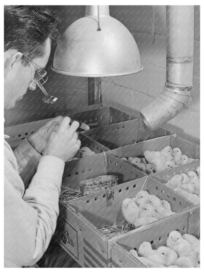 Sonoma County Chick Sexing Hatchery January 1942 Image